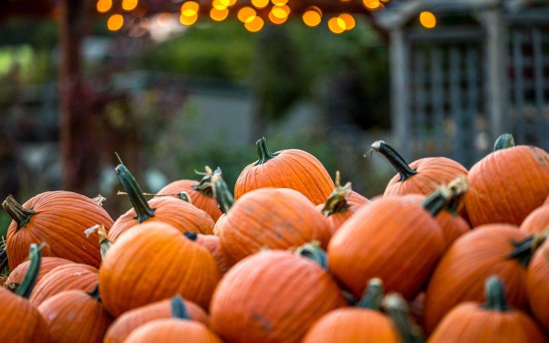 Apple Orchards and Pumpkin Patches Near Freehold NJ