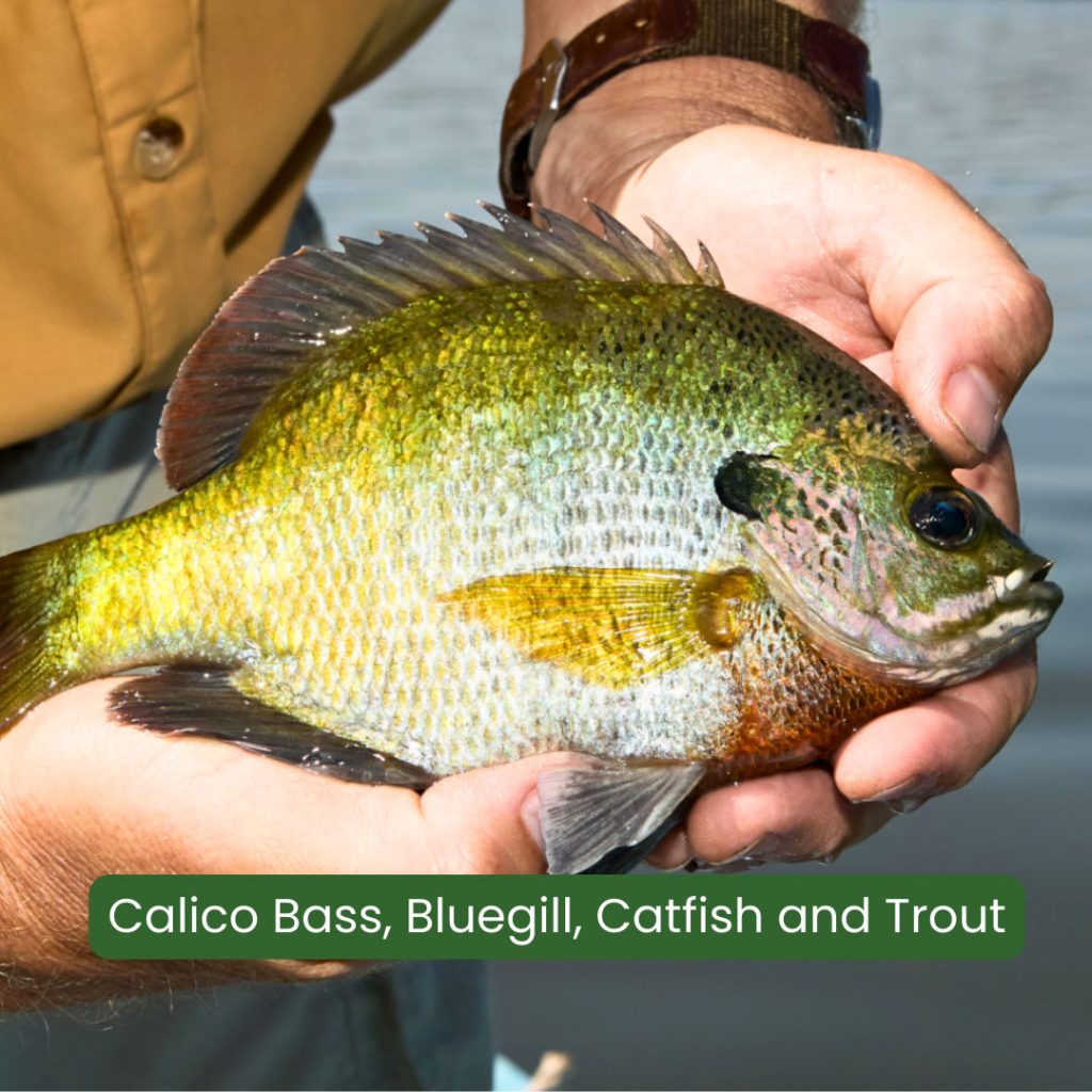 bluegill