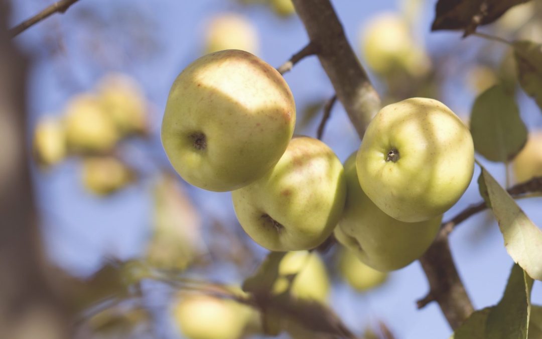 Apple Picking in New Jersey