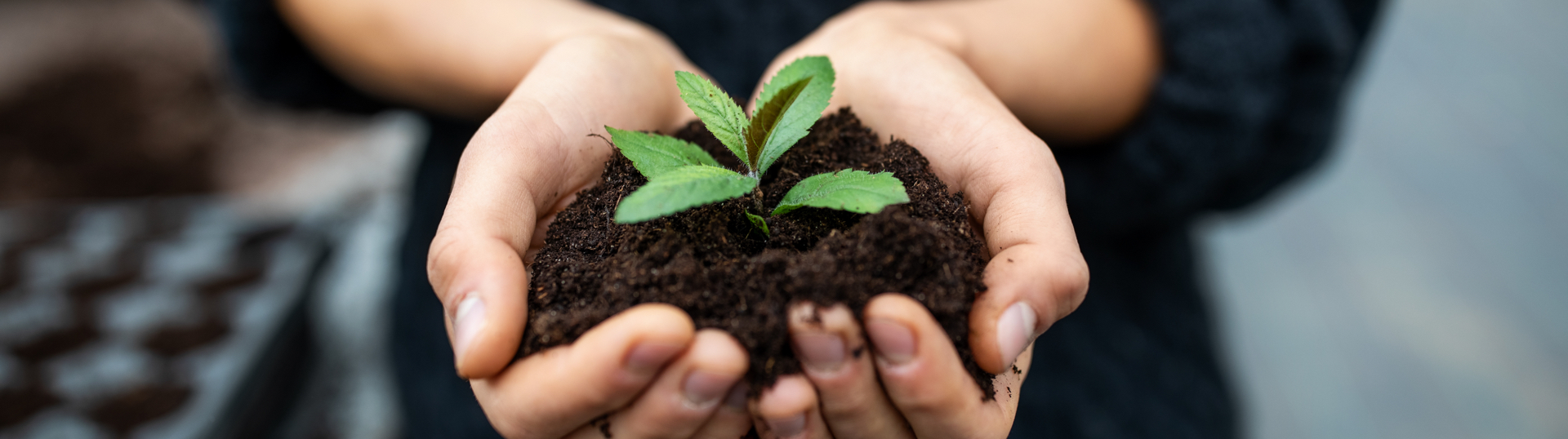 hands holding a plant in dirt