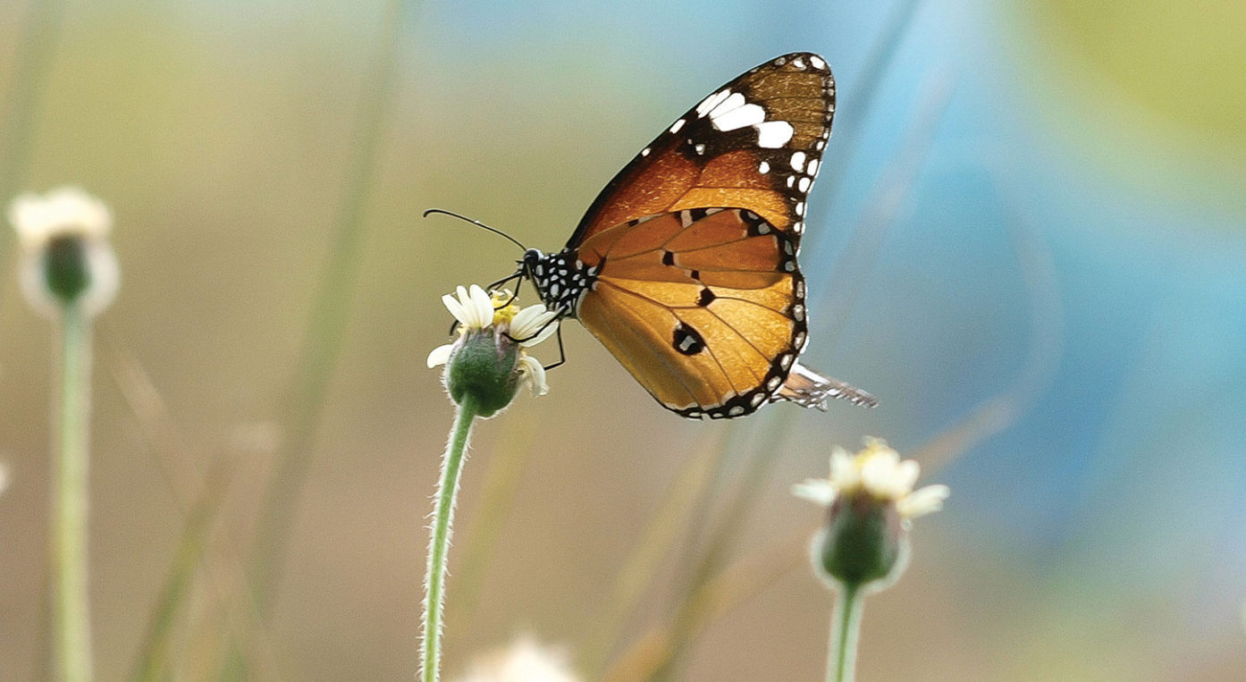 butterfly on a flower