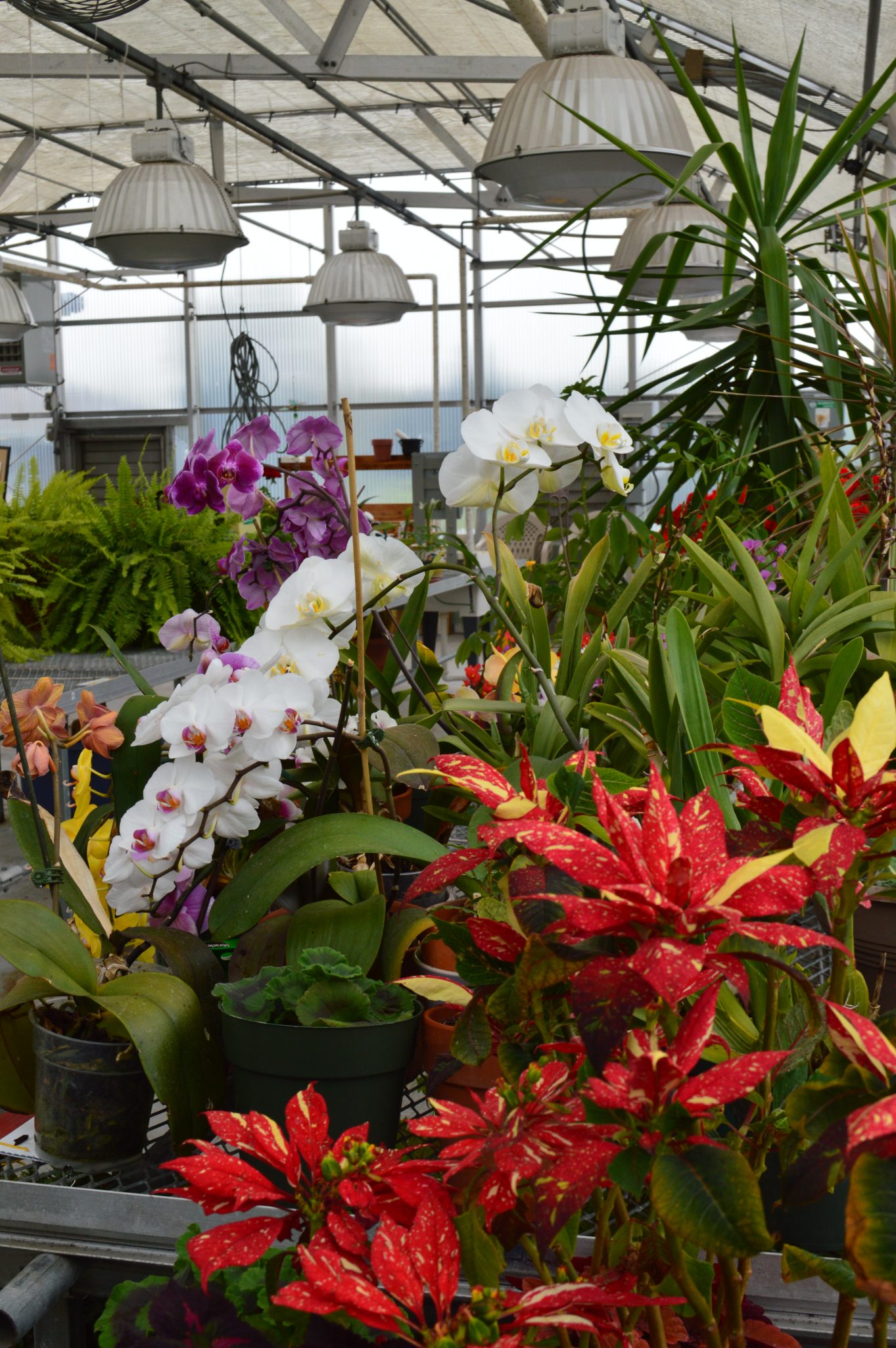 View of a greenhouse full of colorful flowers.