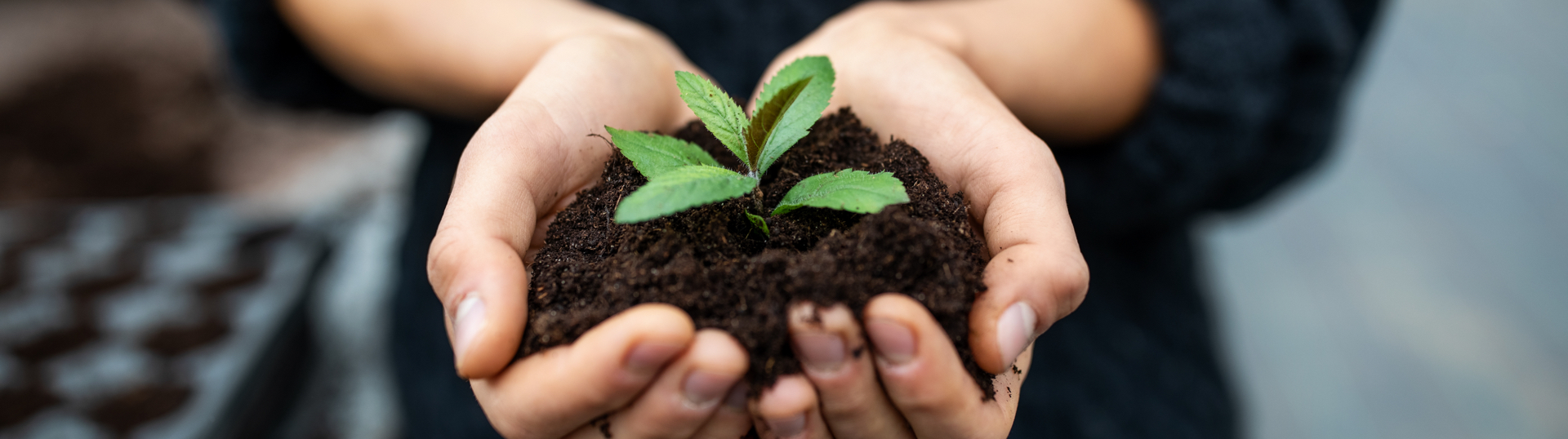 hands holding a plant in soil