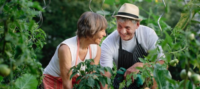 A senior couple planting together in a garden.